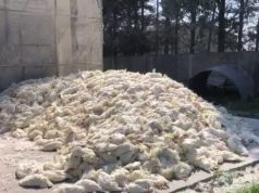 Ngordhin 2 mijë shpendë nga gripi i pulave në fermën e REA’s në Durrës. Futet në karantinë.