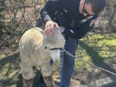 Luanët “preferojnë” Lushnjën, alpakat Nju Jorkun.