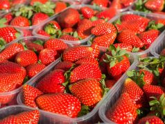 Tjetër skandal/ Luleshtrydhet e importuara nga Greqia me prani pesticidi të rrezikshëm. “Dorëzohet” AKU: Janë shitur, nuk i bllokuam