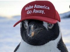 Memet shpërthejnë në internet pas tarifave doganore për ishullin e punguinëve në Oqeanin Indian