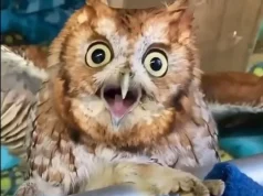 “Filloi avazin…”/ Rama vijon ironitë ndaj opozitës: Publikon video me buf dhe thumbon Berishën