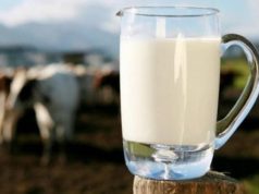 Skandal/ Ministria e bujqësisë fsheh skandalin e aflatoksinës – qumësht i kontaminuar në tregun shqiptar!