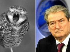 Harroi datën e zgjedhjeve, Rama ironizon Berishën me videon e një bufi: A dihet gjë ça u thotë këtyre shokëve?