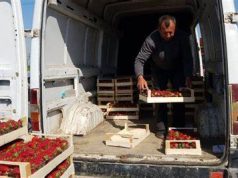 Përgjysmohet çmimi i luleshtrydhes në pikun e sezonit