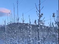 Bora dëmtoi pemët në juglindje, fermerët: Këtë vit nuk do këtë prodhim