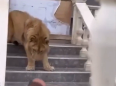 Zbulohet se ku mbahej “mbreti i xhunglës” si mace, por luani nuk është më në oborr