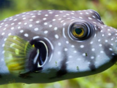 Në detin Adriatik rishfaqet peshku me helmin më të fortë se cianuri. Të këput gishtin nëse të kafshon por nuk duhet as të konsumohet si ushqim