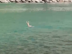 (Video) Kaprolli befasues, bën not në liqenin e Komanit