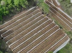 Lulëzon hashashi/ Zbulohen parcelat në Vaun e Dejës (Video)
