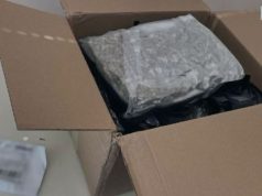 Kanabis me postë nga SHBA, Prokuroria e Tiranës zbardh raste në disa qytete: Sekuestrohen 15.2 kg drogë, arrestohen 12 persona