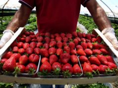 Luleshtrydhe me pesticide nga Greqia! AKU: Rezulton me risk të lartë, priten analizat për të vendosur ndalimin ose jo të importit