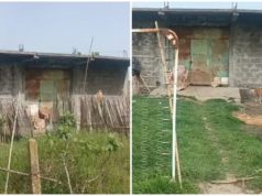 Si u plagos pronari i stanit në Lushnjë! Hajduti shkoi për t’i vjedhur bagëtitë, kur e pa nxori armën e gjahut dhe e qëlloi!