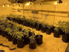 E vërteta që fshihet pas “biznesit të gjelbër”: Shqiptarët në Adelaide dhe kontratat fiktive të qirasë