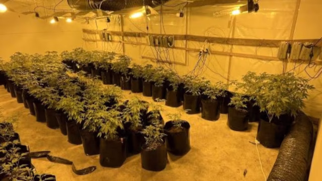 400kg-of-cannabis-was-recovered-over-the-last-week-P3MQ25UY6ZAFFPESESQ4BWDGBY