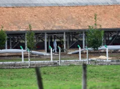 Brazili ndalohet të eksportojë mish dhe shpendë në BE, për shkak të gripit të shpendëve