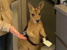 Videoja që po çmend internetin: Kanguri me biletë avioni në dorë! Por e vërteta do t’ju habisë…