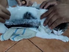 (Video) Kosta Rika, policia shpëton “Narcomichi”, kotelen që shfrytëzohej për të futur drogë në burg