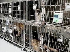 Rama viziton Vet Hospital, spitalin më modern për kafshë në Ballkan: simbol i humanizmit dhe inovacionit