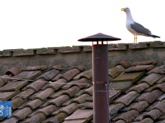 (Live) Në Vatikan pritet tymi i parë nga Konklava: Bota me sytë nga oxhaku i Kapelës Sistine