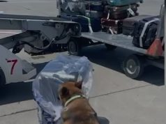 Nga Tajlanda në Shqipëri, me një valixhe me 19 kg e 400 g hashash