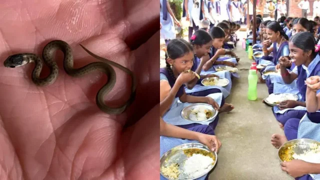 Snake-found-in-Mid-day-meal-in-Maharashtra-School