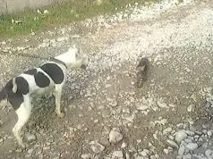 “Kafsha” që vuri qenin të shqyejë macen në Librazhd, në ndjekje penale pas postimit të videos