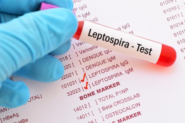 leptospirosis-is-a-bacterial-infection