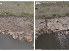 Pelikanët e Prespës në rrezik. Kërkohet ndërhyrje urgjente për mbrojtjen e kolonisë