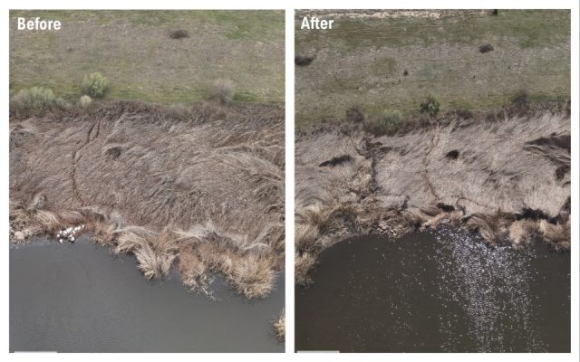 prespa-pelican_nests-tcollage