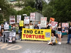 Lufta e fshehtë mes dashamirësve të maceve dhe abuzuesve që përfitojnë nga mizoria. Një rrëfim tronditës mbi tregtinë ndërkombëtare të torturimit të maceve për përfitim seksual dhe financiar