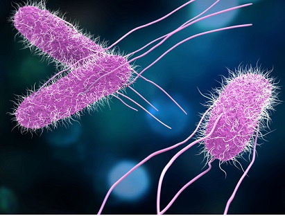 3D illustration of Salmonella Bacteria. Medicine concept. Autoriteti Kombëtar i Ushqimit konfirmon 17 raste me salmonelë në Kopshtin nr.1 të Gramshit dhe pezullon aktivitetin deri në përfundimin e analizave dhe dezinfektimit.