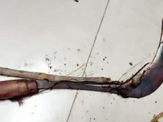 Arrestohet 73-vjeçari në Malësinë e Madhe. Plagosi me kosën e ferrave vëllain e vet pas sherrit