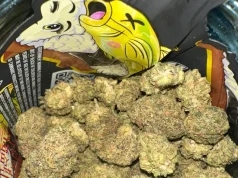 “Yellow zushi” – Droga e Re që Arriti në Shqipëri nga Tajlanda “Yellow Zushi, një varietet i ri dhe i rrezikshëm i kanabisit me origjinë nga Tajlanda, ka hyrë për herë të parë në Shqipëri. Mëso më shumë për rreziqet që sjell kjo drogë elitare.”