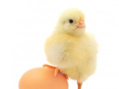 Helmimi i fëmijëve me salmonelë në Gramsh – AKU: Vezët ishin të shëndetshme, kontaminimi ndodhi në ambientet e kopshtit