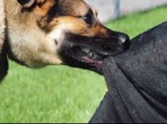 Tiranë/ Qeni kafshon fëmijën 5-vjeçar, vogëlushi përfundon në spital! Policia merr nën hetim pronarin e kafshës