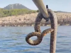 Mallkimi i Ibizës/ Me ngrohjen e ujërave “pushtohet” nga gjarpërinjtë. Turistët të frikësuar, autoritetet shpërndajnë kurthe