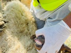 Konfirmohet vatra e parë e murtajës në Qarkun e Korçës, në një fermë të Shuecit, Devoll