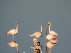 Flamingot folezojnë në lagunën e Nartës, Shoqata e Ruajtjes dhe Mbrojtjes së Mjedisit Natyror: Kishte vezë në 281 foletë e regjistruara