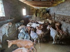 Denajt i bie murtaja: Autoritetet reagojnë vonë, fermerët përballen me pasoja të rënda