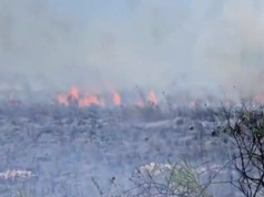 Zjarr në pyllin e Sodës në Zvërnec, tymi ‘pushton’ zonën! Dyshohet i qëllimshëm! Pushuesit largohen me shpejtësi