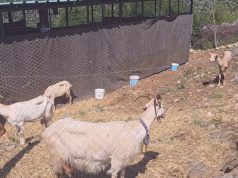 Alarm në Postribë të Shkodrës, bagëtitë e imëta të infektuara, vendoset në karantinë një fermë