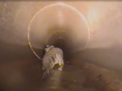 Miti i krokodilëve në puseta/ Punonjësit zbulojnë një aligator në tubacionet e Floridës. Videoja bëhet virale