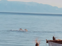 (Video) Pamje magjike në rivierën shqiptare: Delfinët vizitojnë bregdetin e Qeparosë