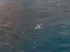 Ibiza nën pushtetin e gjarpërinjve/ Turistët të tmerruar nga pushtimi i zvarranikut që tani noton në det