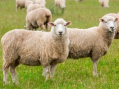 Vatër e re me murtajë te bagëtitë e imëta në Shkodër…