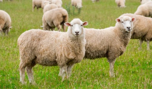 SheepwebsiteheaderFacebookCover_sd-752x440