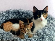 Pse disa mace janë më “llafazane” dhe disa të urta? Shkenca ka një përgjigje