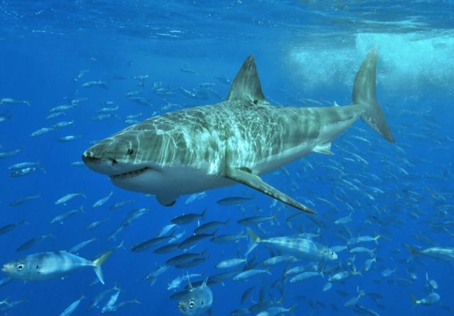 White_shark-1024x713