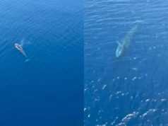 Balena pranë Karaburunit