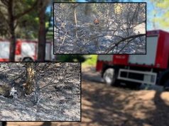 Riaktivizohen vatrat e zjarrit në Darëzezë, Prefektura Fier kërkon ndërhyrje nga ajri